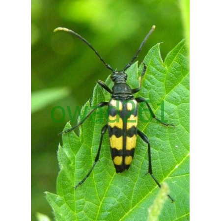 Leptura quadrifasciata Linnaeus, 1758 female
